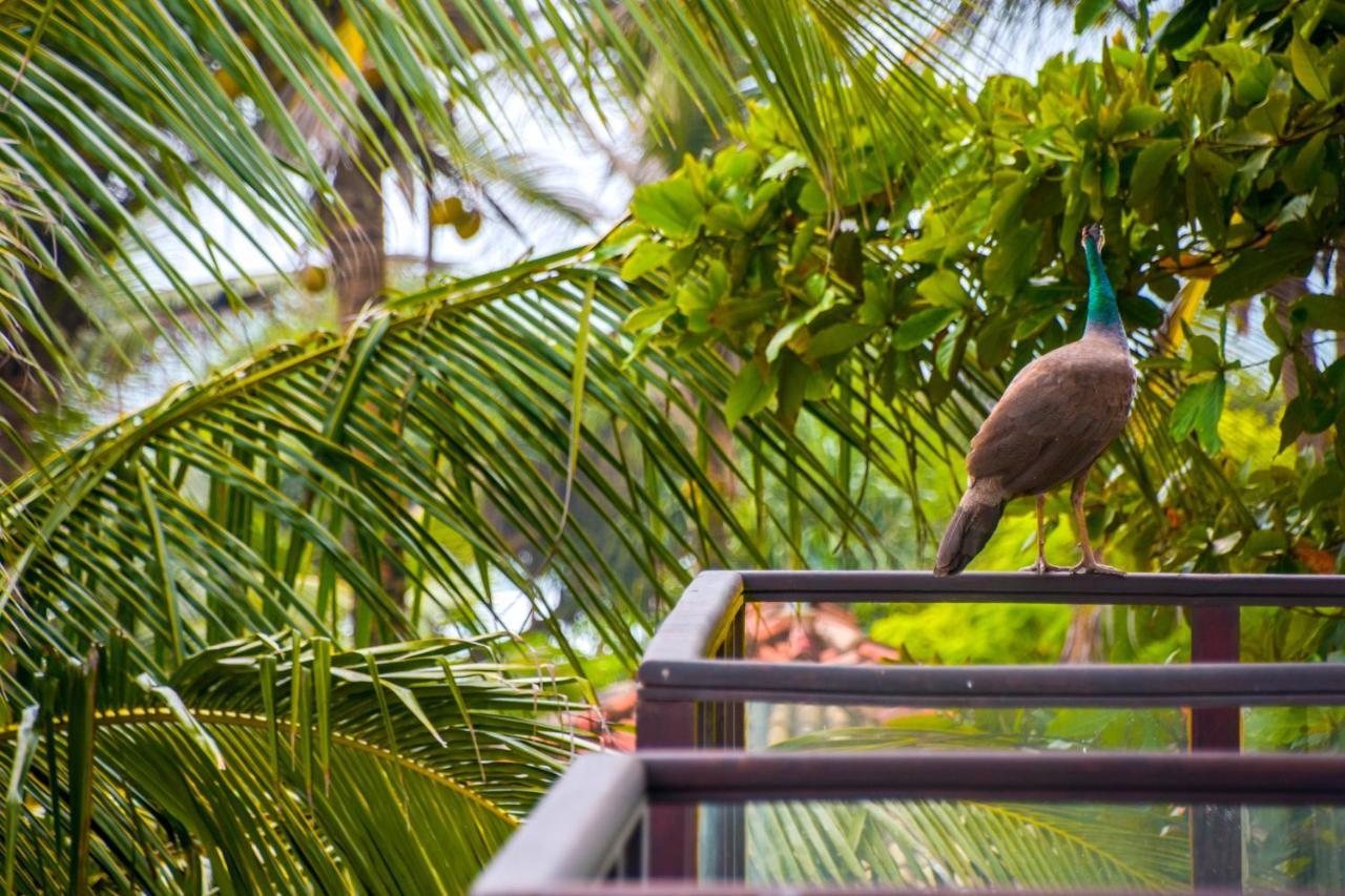Ara Beach Resort Mirissa Exteriér fotografie